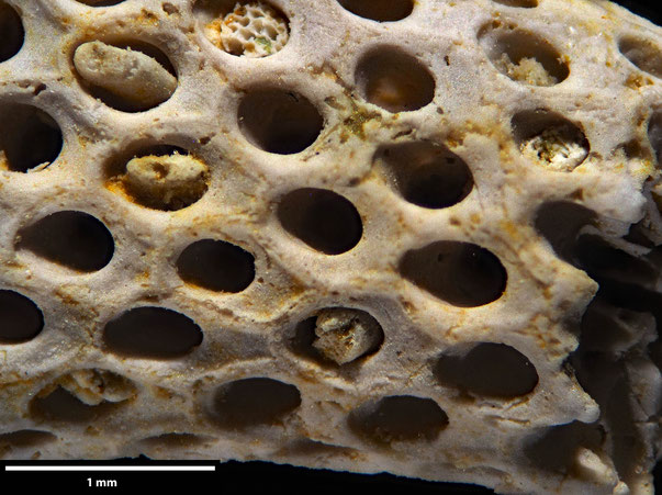 Bryozoa Art: Onychocella cylindrica (von Hagenow 1851) aus Bryozoen Sammlung Senckenberg Frankfurt