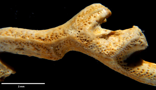 Bryozoa Art: Retecava clathrata (Goldfuss 1827) aus Bryozoen Sammlung Senckenberg Frankfurt