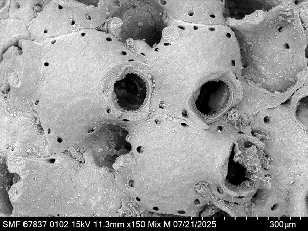 Bryozoa Art: Rhynchozoon meteori Martha & Scholz 2025 aus Bryozoen Sammlung Senckenberg Frankfurt,  CC BY: Louisa Preuss