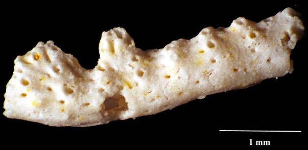 Bryozoa Art: Retecava areolata Marsson 1887 aus Bryozoen Sammlung Senckenberg Frankfurt,  CC BY:  Dr. Rainer Teubner