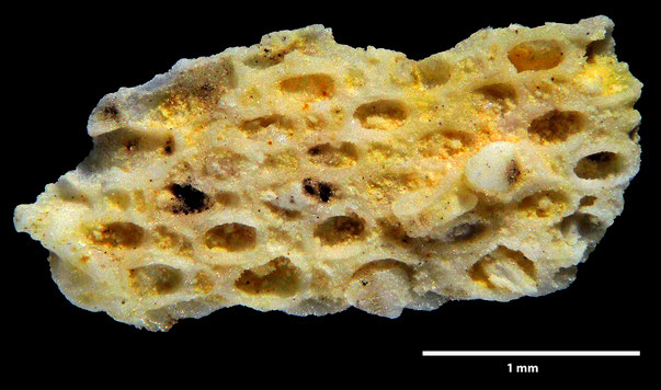 Bild 2 Bryozoa Art: Biflustra tesselata d'Orbigny aus Bryozoen Sammlung Senckenberg Frankfurt