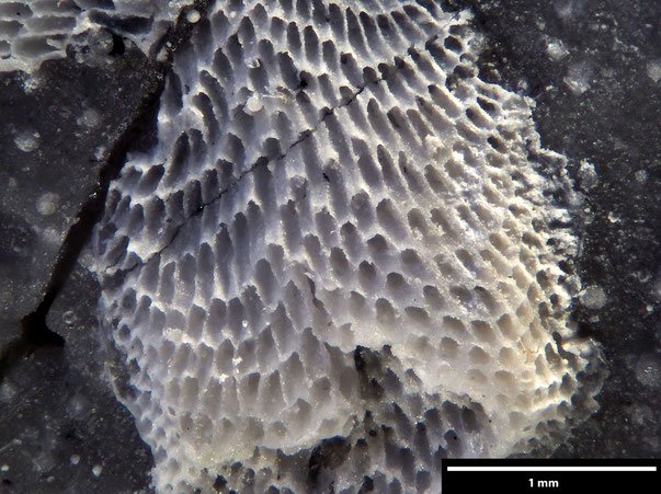 Bryozoa Art: Idmonea parasitica von Hagenow aus Bryozoen Sammlung Senckenberg Frankfurt,