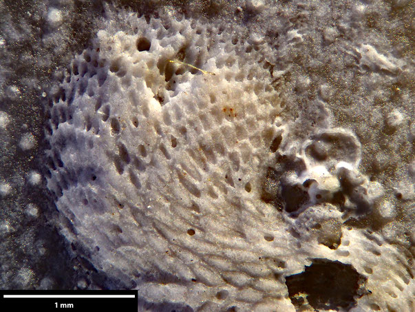 Bryozoa Art: Idmonea parasitica von Hagenow aus Bryozoen Sammlung Senckenberg Frankfurt,