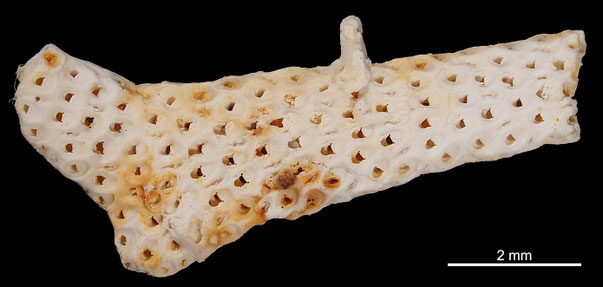 Bryozoa Art: Onychocella galeata von Hagenow aus Bryozoen Sammlung Senckenberg Frankfurt,  CC BY: Michael Sondermann