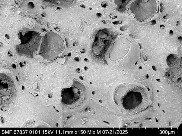 Bryozoa Art: Rhynchozoon meteori Martha & Scholz 2025 aus Bryozoen Sammlung Senckenberg Frankfurt,  CC BY: Louisa Preuss