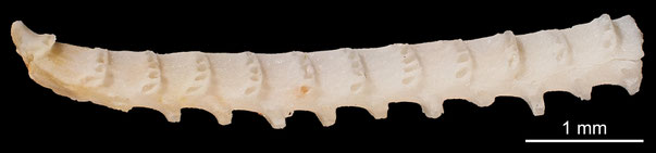 Bryozoa Art: Idmonea striolata Marsson 1887 aus Bryozoen Sammlung Senckenberg Frankfurt,  CC BY: Michael Sondermann