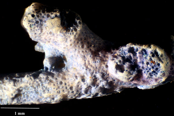 Bryozoa Art: Hemicellaria pectinacea Viskova 1972 aus Bryozoen Sammlung Senckenberg Frankfurt,  CC BY:  Dr. Rainer Teubner