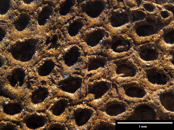 Bryozoa Art: Membranipora velamen (Goldfuss 1826) aus Bryozoen Sammlung Senckenberg Frankfurt