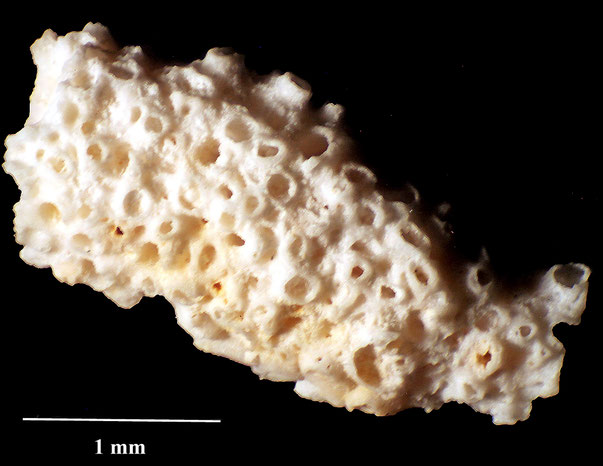 Bryozoa Art: Callopora agglomerata Marsson 1887 aus Bryozoen Sammlung Senckenberg Frankfurt,  CC BY:  Dr. Rainer Teubner