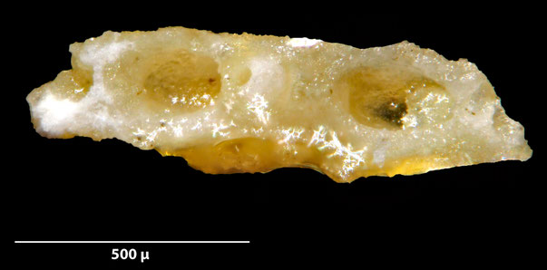 Bryozoa Art: Stamenocella marlierei Voigt 1987 aus Bryozoen Sammlung Senckenberg Frankfurt