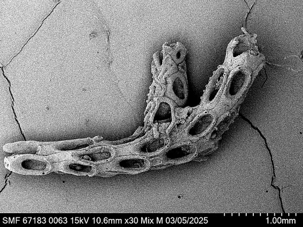 Senckenberg, Bryozoa, Bryozoen, Moostierchen, Sammlung Voigt