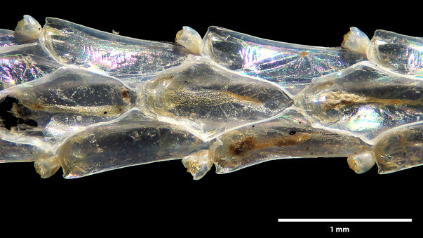 Bryozoa Art: Himantozoum variabilis (Kluge 1914) aus Bryozoen Sammlung Senckenberg Frankfurt