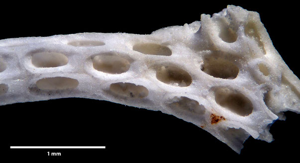 Bryozoa Art: Vincularia weybournensis var sussexiensis Brydone 1930 aus Bryozoen Sammlung Senckenberg Frankfurt