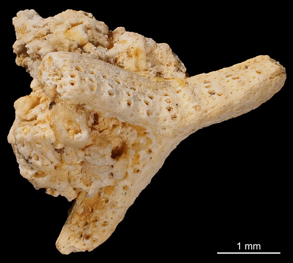 Bryozoa Art: Reteporidea lichenoides (Goldfuss 1826) aus Bryozoen Sammlung Senckenberg Frankfurt,  CC BY: Michael Sondermann