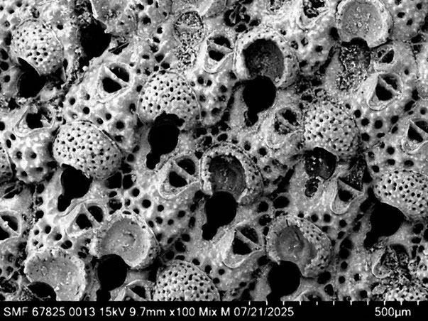 Bryozoa Art: Characodoma protrusum (Thornely 1905) aus Bryozoen Sammlung Senckenberg Frankfurt,  CC BY: Louisa Preuss