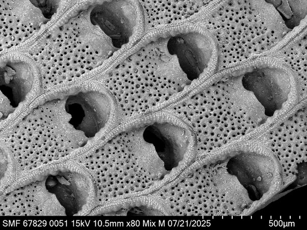 Bryozoa Art: Labioporella crenulata (Levinsen 1909) aus Bryozoen Sammlung Senckenberg Frankfurt,  CC BY: Louisa Preuss