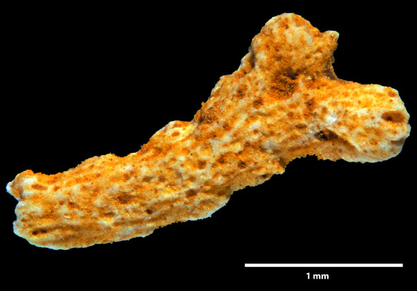 Bild 2 Bryozoa Art: Hemicellaria langethalii von Hagenow aus Bryozoen Sammlung Senckenberg Frankfurt