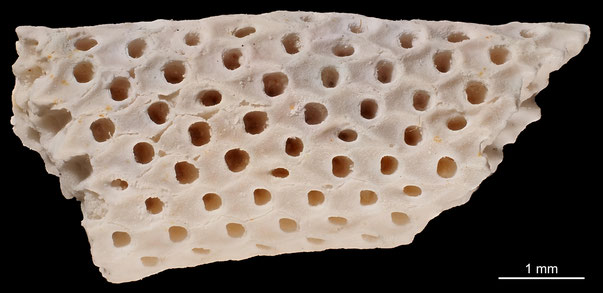 Bryozoa Art: Onychocella irregularis (von Hagenow 1839) aus Bryozoen Sammlung Senckenberg Frankfurt,  CC BY: Michael Sondermann