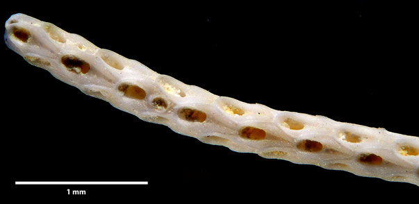 Bryozoa Art: Vincularia procera (von Hagenow 1851) aus Bryozoen Sammlung Senckenberg Frankfurt