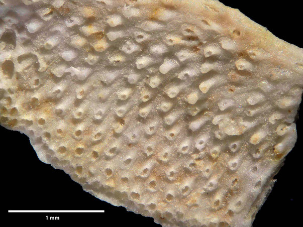 Bryozoa Art: Reticrisina obliqua (d'Orbigny 1853) aus Bryozoen Sammlung Senckenberg Frankfurt
