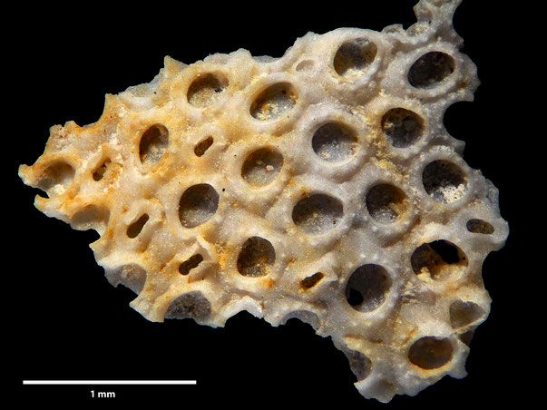 Bryozoa Art: Membranipora securigera Levinsen 1925 aus Bryozoen Sammlung Senckenberg Frankfurt