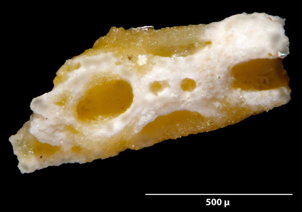 Bryozoa Art: Stamenocella marlierei Voigt 1987 aus Bryozoen Sammlung Senckenberg Frankfurt