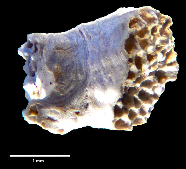 Bryozoa Art: Fasciculipora plicata von Hagenow aus Bryozoen Sammlung Senckenberg Frankfurt
