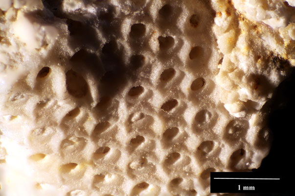 Bryozoa Art: Onychocella echo d'Orbigny aus Bryozoen Sammlung Senckenberg Frankfurt,  CC BY:  Dr. Rainer Teubner