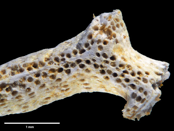 Bryozoa Art: Retecava verriculata von Hagenow aus Bryozoen Sammlung Senckenberg Frankfurt,  