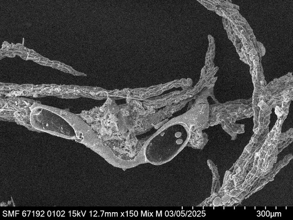 Senckenberg, Bryozoa, Bryozoen, Moostierchen, Sammlung Voigt