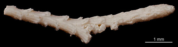 Bryozoa Art: Idmonea disticha Goldfuss, 1826 aus Bryozoen Sammlung Senckenberg Frankfurt,  CC BY: Michael Sondermann