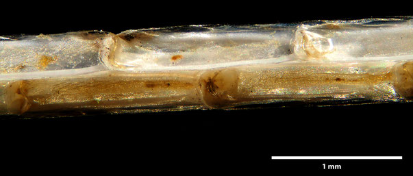 Bryozoa Art: Columnella magna (Busk 1884) aus Bryozoen Sammlung Senckenberg Frankfurt