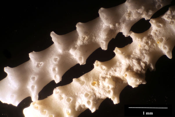 Bryozoa Art: Nevianipora faxensis Pergens & Meunier 1886 aus Bryozoen Sammlung Senckenberg Frankfurt,  CC BY:  Dr. Rainer Teubner