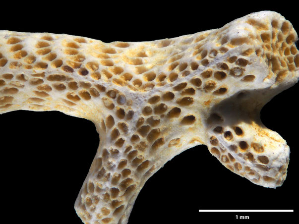 Bryozoa Art: Retecava verriculata von Hagenow aus Bryozoen Sammlung Senckenberg Frankfurt,  