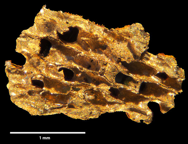Bryozoa Art: Onychocella actaea (d'Orbigny 1851) aus Bryozoen Sammlung Senckenberg Frankfurt