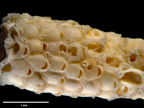 Bryozoa Art: Aechmella anglica (Brydone 1909) aus Bryozoen Sammlung Senckenberg Frankfurt