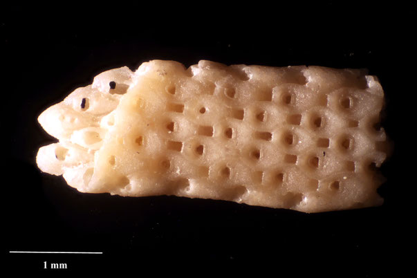 Bryozoa Art: Coscinopleura microstoma von Hagenow aus Bryozoen Sammlung Senckenberg Frankfurt,  CC BY:  Dr. Rainer Teubner