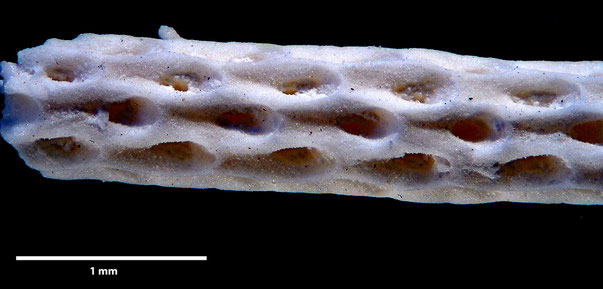 Bryozoa Art: Vincularia enneasticha Quenstedt aus Bryozoen Sammlung Senckenberg Frankfurt
