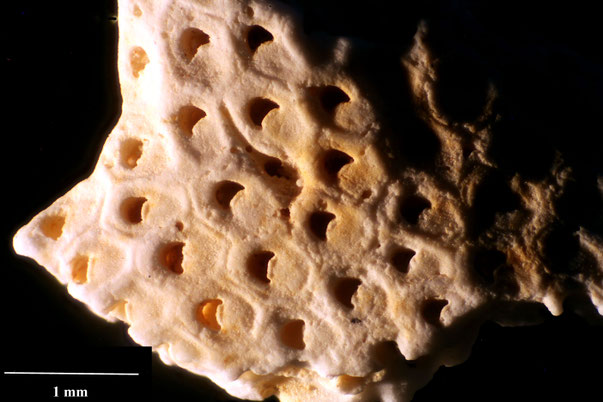 Bryozoa Art: Onychocella rimosa (Marsson 1887) aus Bryozoen Sammlung Senckenberg Frankfurt,  CC BY:  Dr. Rainer Teubner