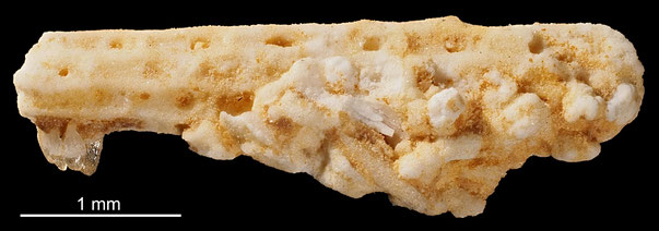 Bryozoa Art: Eschara caecilia d'Orbigny aus Bryozoen Sammlung Senckenberg Frankfurt,  CC BY: Michael Sondermann