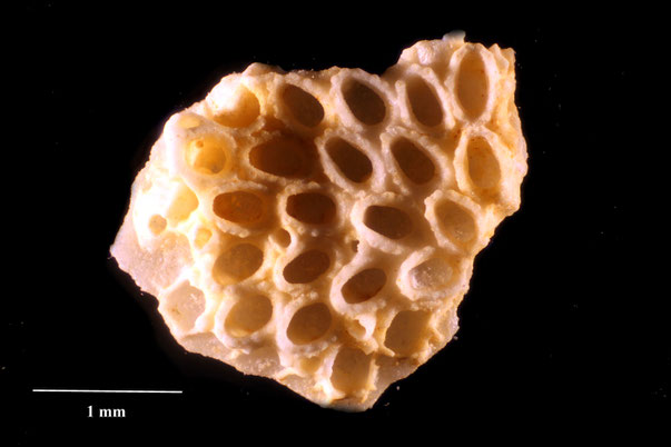 Bild 2 Bryozoa Art: Membranipora perspicata Brydone 1929 aus Bryozoen Sammlung Senckenberg Frankfurt,  CC BY:  Dr. Rainer Teubner