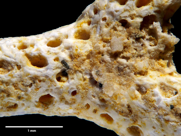 Bryozoa Art: Flustrella subcylindrica d'Orbigny 1852 aus Bryozoen Sammlung Senckenberg Frankfurt