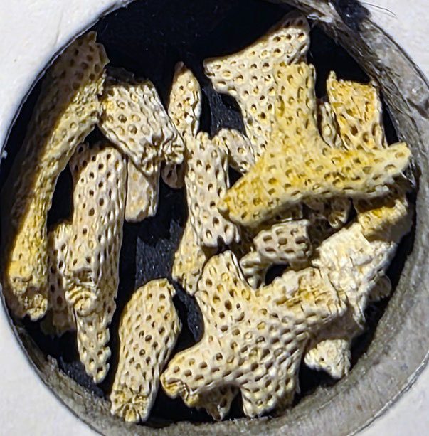 Bryozoa Art: Onychocella cylindrica (von Hagenow 1851) aus Bryozoen Sammlung Senckenberg Frankfurt