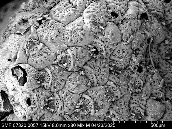 Senckenberg, Bryozoa, Bryozoen, Moostierchen, Sammlung Voigt