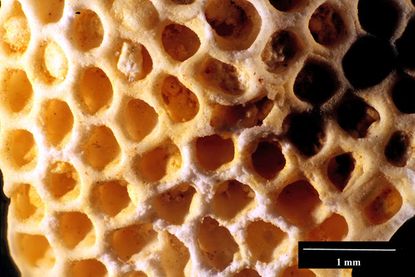 Bild 2 Bryozoa Art: Discoflustrellaria clypeiformis d'Orbigny 1853 aus Bryozoen Sammlung Senckenberg Frankfurt,  CC BY:  Dr. Rainer Teubner