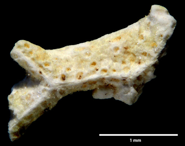 Bryozoa Art: Retecava maculata von Hagenow aus Bryozoen Sammlung Senckenberg Frankfurt