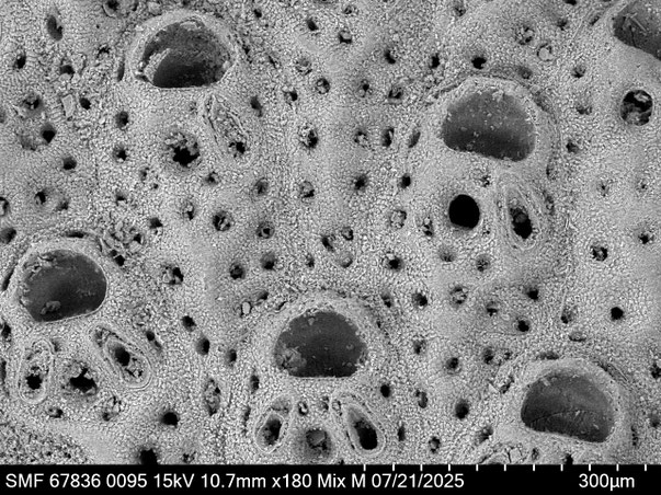 Bryozoa Art: Adeonella haywardii Amui 2005 aus Bryozoen Sammlung Senckenberg Frankfurt,  CC BY: Louisa Preuss