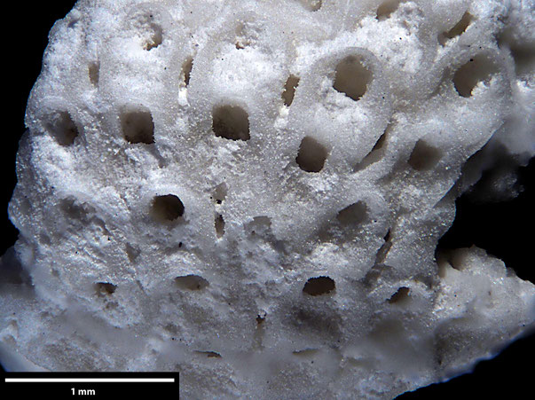 Senckenberg, Bryozoa, Bryozoen, Moostierchen, Sammlung Voigt