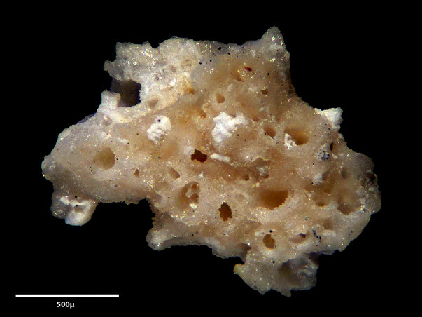 Bryozoa Art: Porina hamulifera Voigt 1987 aus Bryozoen Sammlung Senckenberg Frankfurt