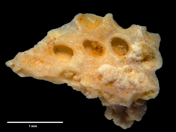 Bryozoa Art: Membranipora simplex d'Orbigny 1852 aus Bryozoen Sammlung Senckenberg Frankfurt